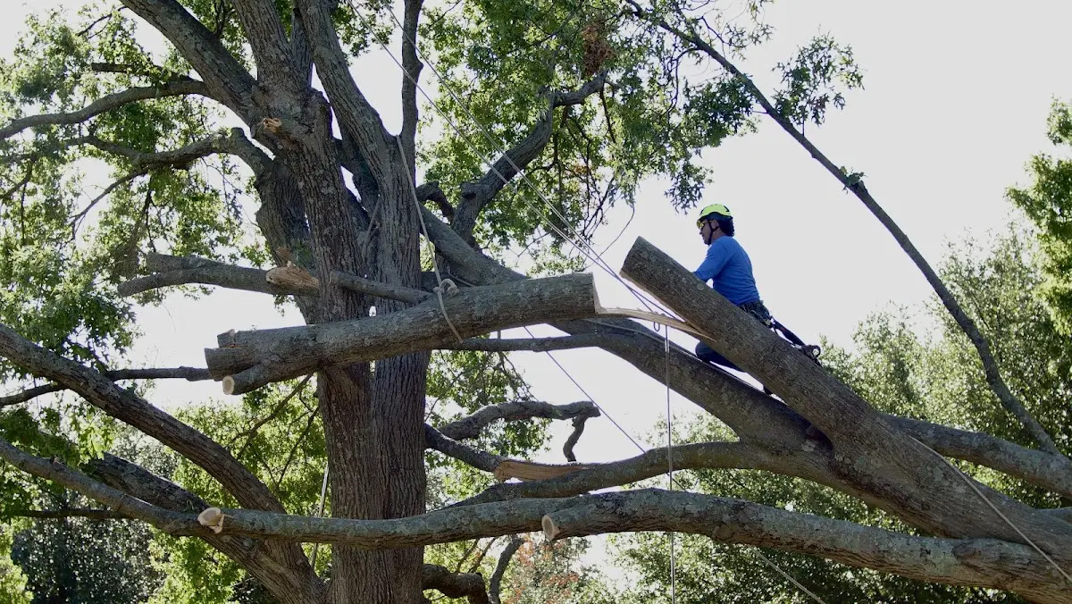 Professional Crown Thinning performed by certified arborists in Paisley