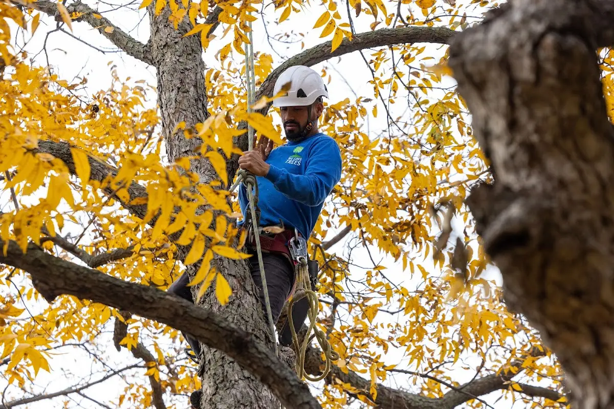 Skilled Storm Damage Cleanup crew working in Paisley